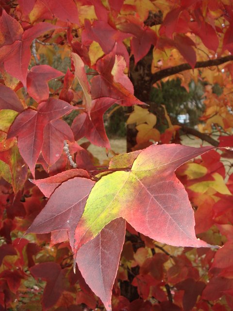 Liquidambar acalycina feuille automne